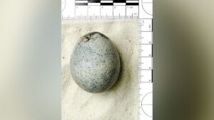 Ancient Egg