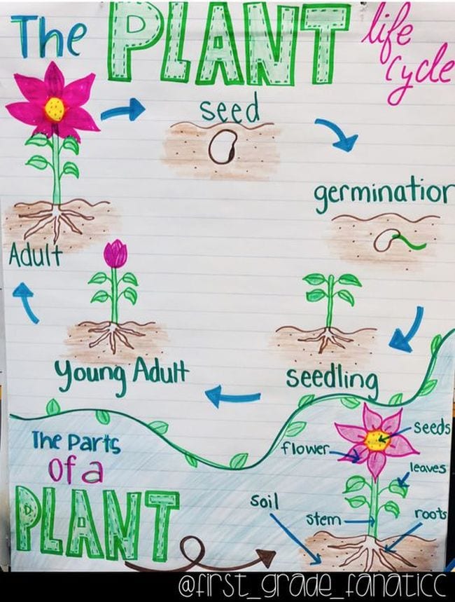 plant life cycle anchor chart
