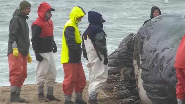 Virginia Beach Whale Team