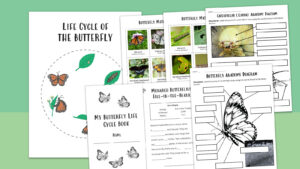 life cycle of a butterfly feature