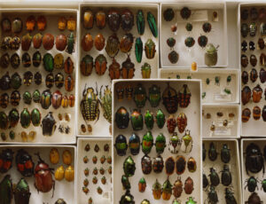 so many beetles 800x613