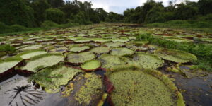 pantanal 760x380