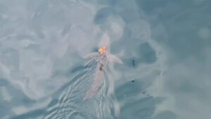 1743125405 sharktopus 2