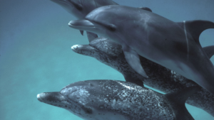 2 spotted dolphin pod 1152x648 1744596060