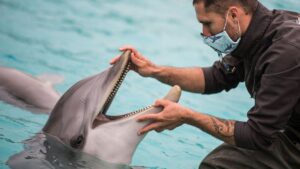 dolphin person