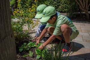 young volunteers carefully plant new flowers